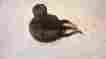 7877 Mercedes 190 180 220 S Sl Se Headlight Floor Switch High Low