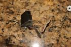 C5az17a Ford Galaxie Nos Heater Switch