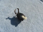 1947 - 1953 Chevrolet Pickup Panel Truck Dash Air Switch. Fixed Price $99.99.